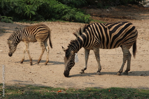 Zebra is eating grass