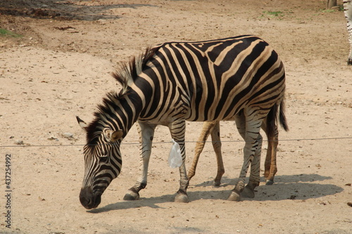 Zebra is eating grass