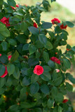 Garden rose bush blooming with red flowers. Close-up