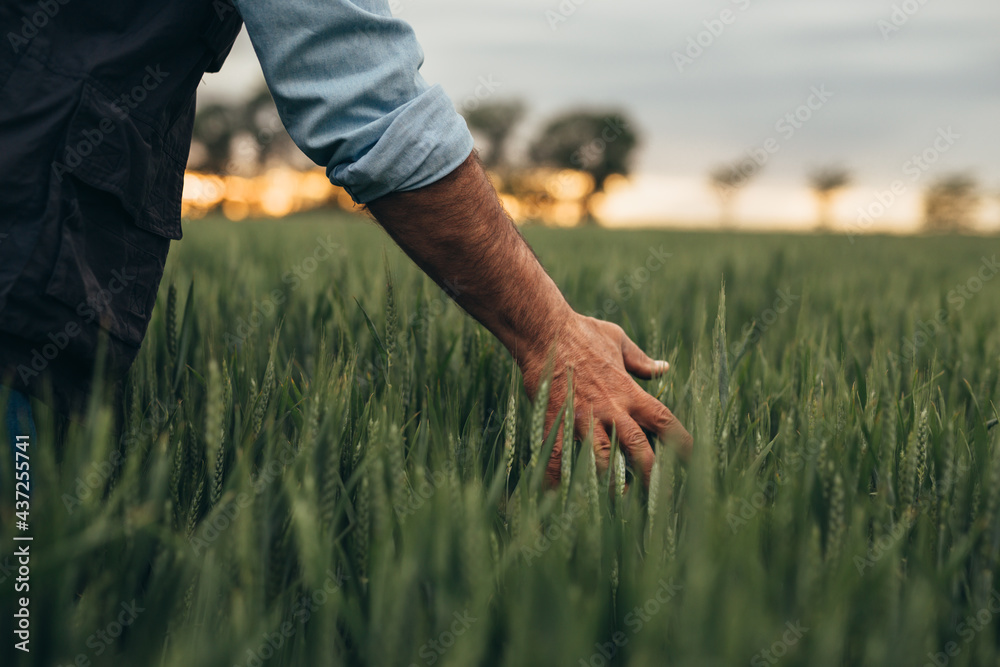 closeup man touching wheat on wheat field - obrazy, fototapety, plakaty 