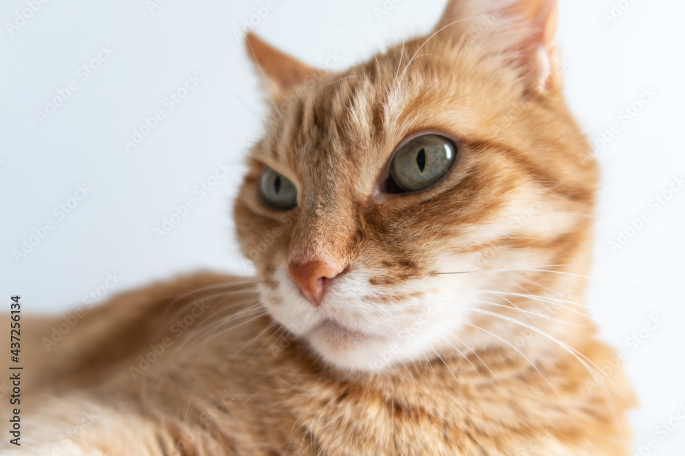 Cute ginger cat closeup. Green eyes. White background. Selective focus. Copyspace for your text. Adorable home pet stock photography Cute ginger cat closeup. Green eyes. White background. Selective focus. Copyspace for your text. Adorable home pet stock photography