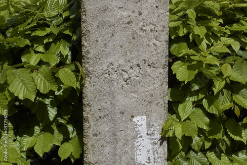 Fototapeta Naklejka Na Ścianę i Meble -  Part of a cement pillar close up. Background of green leaves.