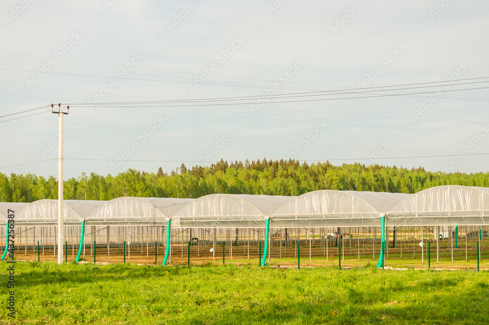 Commercial glass greenhouses. High tech industrial production of vegetables and flowers. Commercial glass greenhouses. High tech industrial production of vegetables and flowers.