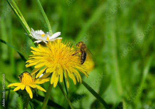 Bee collects pollen from big yellow flower