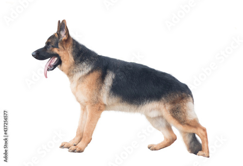 German Shepherd Dog isolate white background