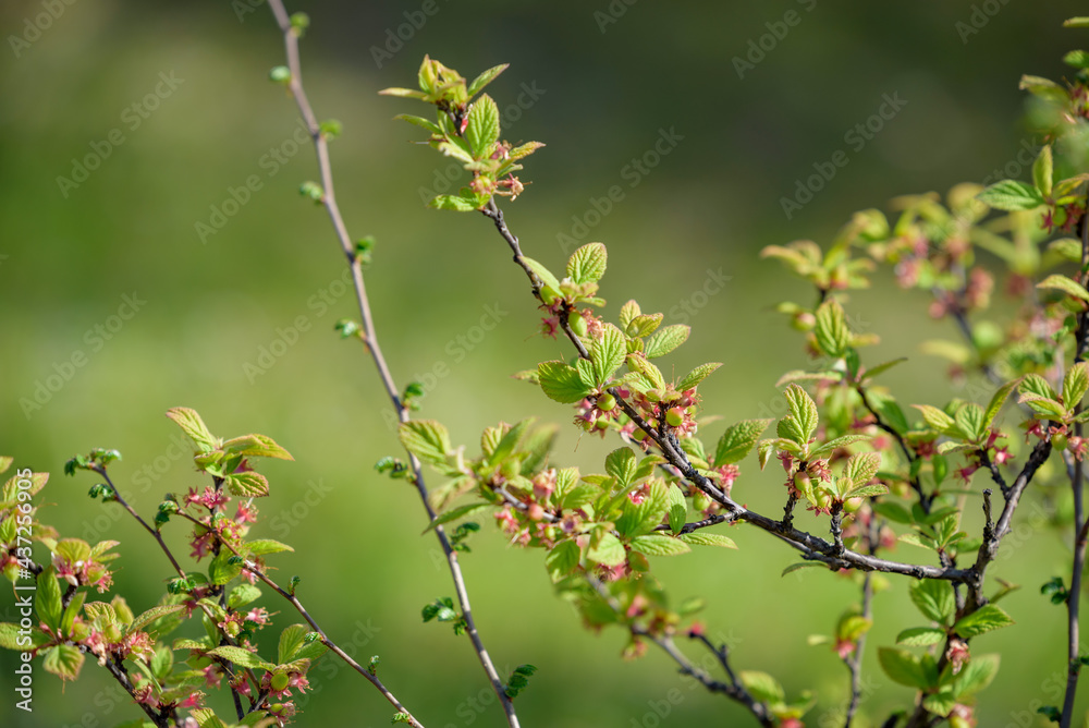 Young fruits of Nanking cherry fruits, on the branch Young fruits of Nanking cherry fruits, on the branch