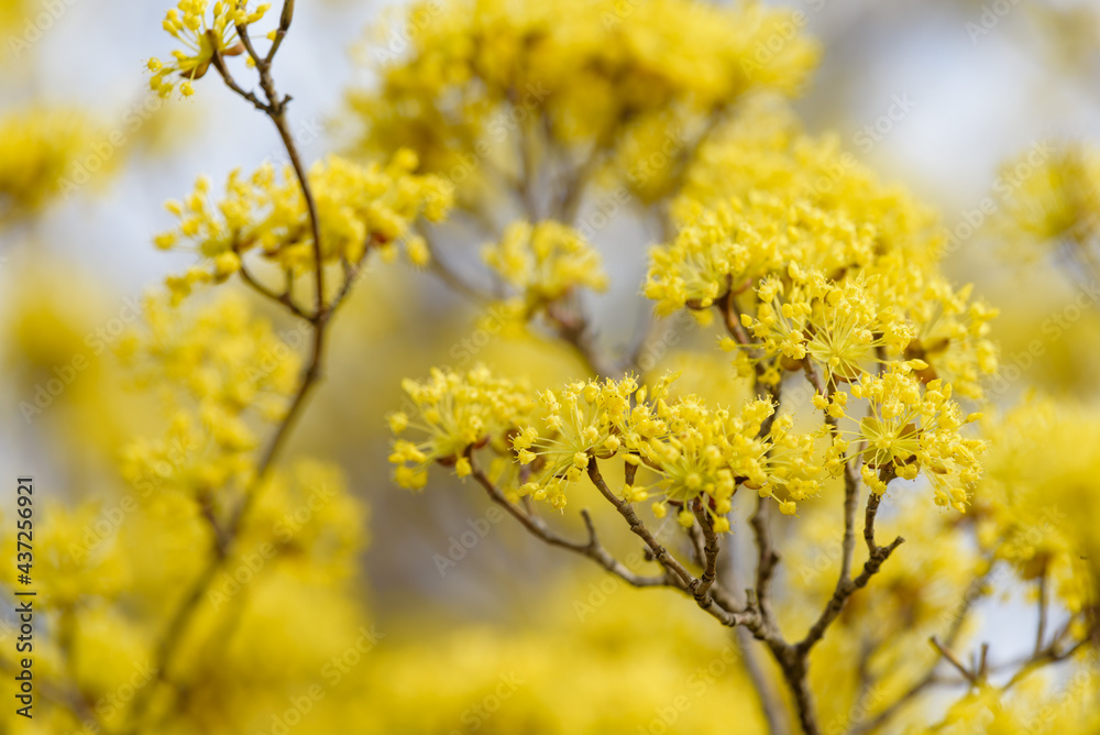 Yellow flower of cornus officinalis, Japanese cornelian cherry Yellow flower of cornus officinalis, Japanese cornelian cherry