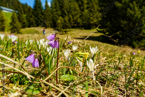 lila Frühlingsblume Soldanelle steht über all am Wegrand zur Hohen Kugel hinauf. Das pinke Alpenglöckchen glitzert in der Sonne und ist ein Frühlingsbote. wunderbar beleuchtet hebt es sich ab photo