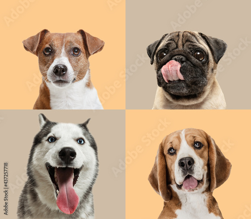 Canvas Print Art collage made of funny dogs different breeds on multicolored studio background