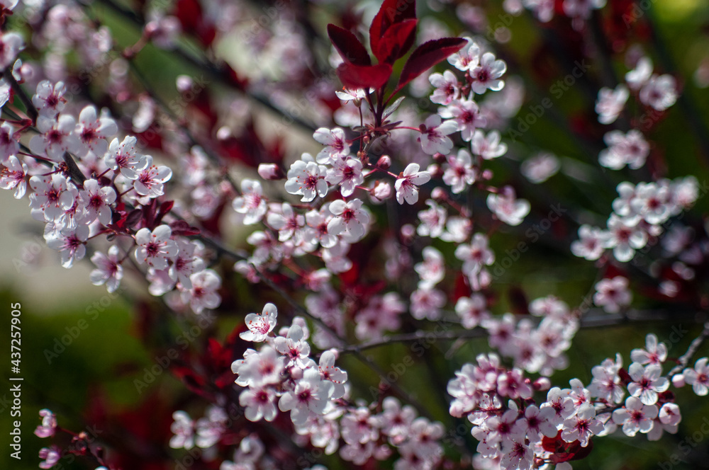 pink blossom in spring