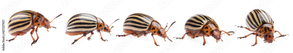 Colorado potato beetles on white background, collage. Banner design Colorado potato beetles on white background, collage. Banner design