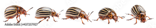 Colorado potato beetles on white background, collage. Banner design