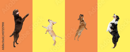 Art collage made of funny dogs different breeds on multicolored studio background.