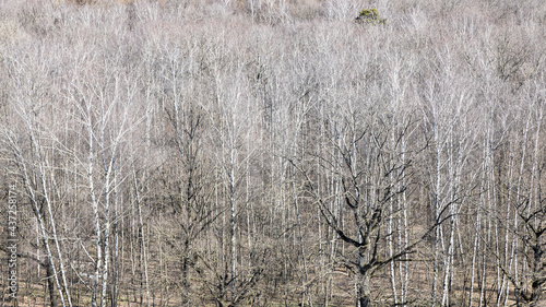 panoramic view of bare forest in spring