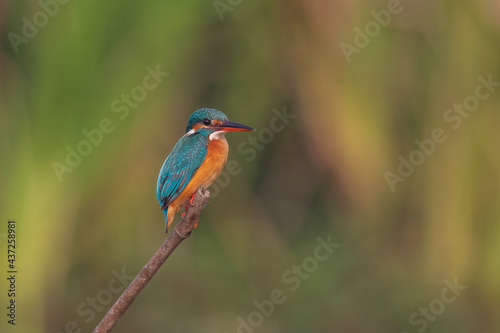 Common kingfisher (Alcedo atthis) at Baruipur, West Bengal, India