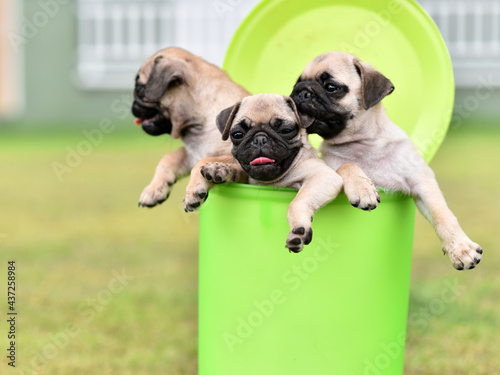 Cute puppy brown Pug playing in green bucket