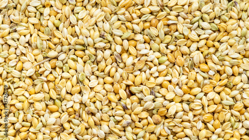 whole-grain foxtail millet seeds