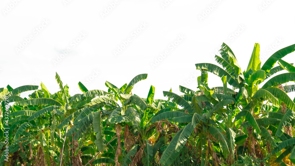 large banana plantation with white background