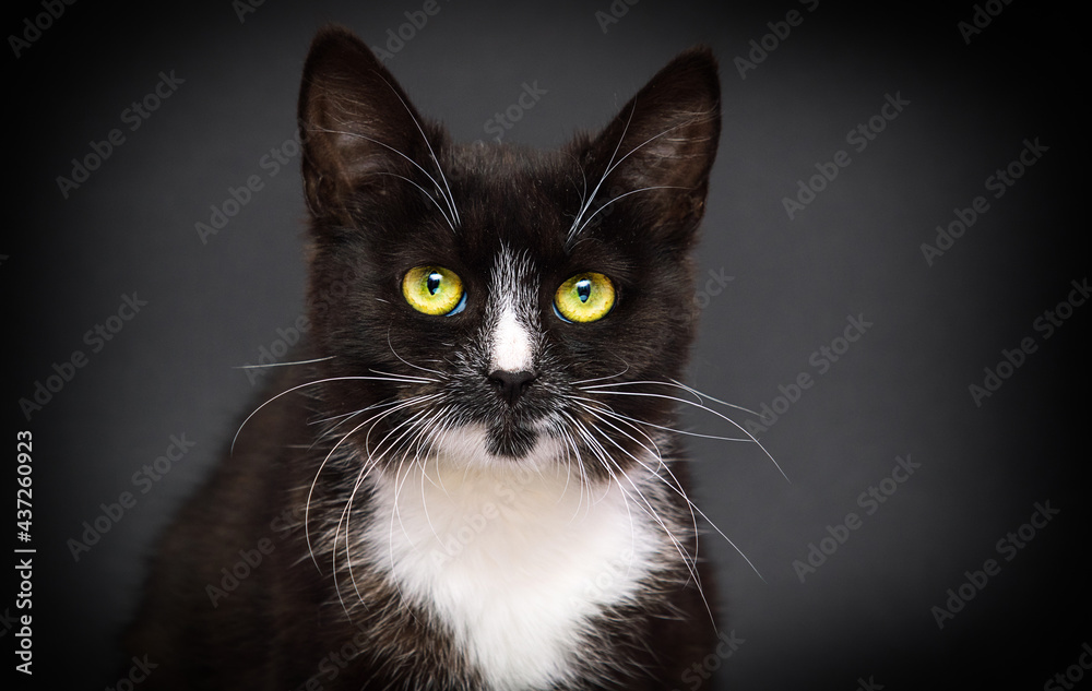 muzzle of a cat on a dark background