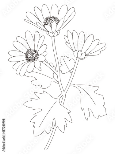 花のぬり絵　野路菊の花