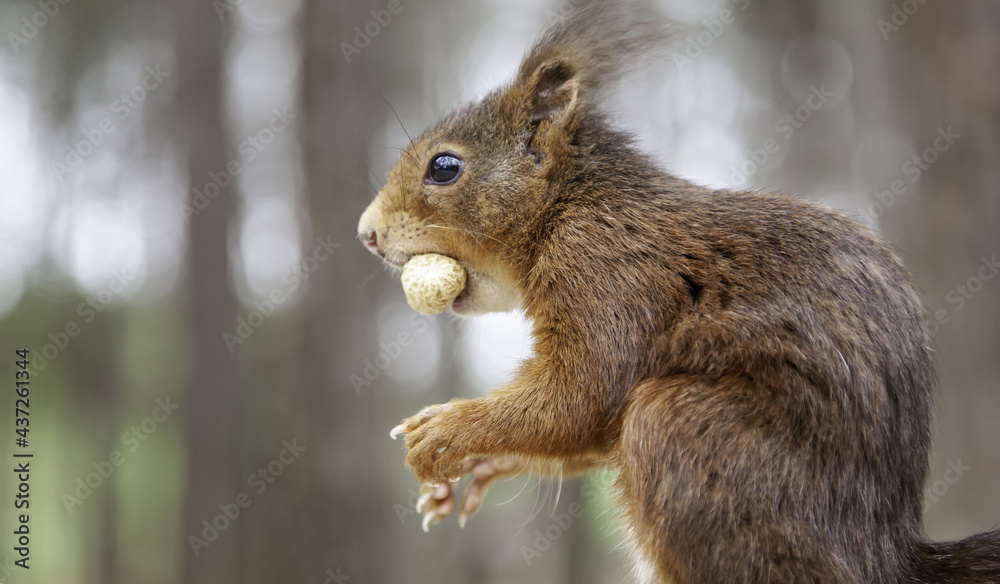 Obraz premium Squirrel eating nuts