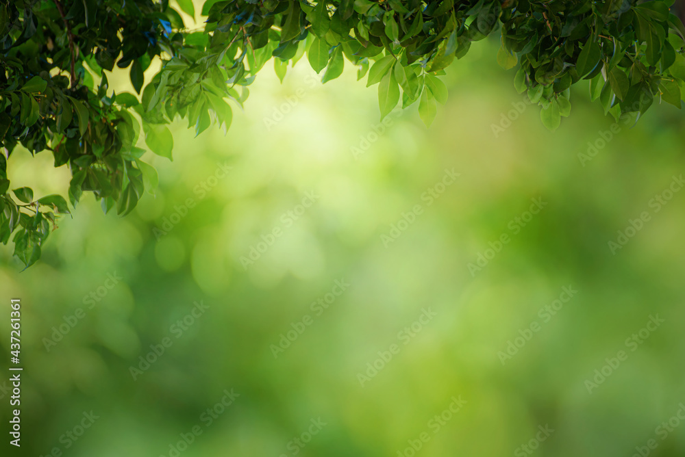 Green leaf for nature on blurred background, Green leaf for nature on blurred background,