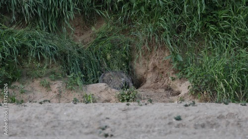 Wallpaper Mural wildlife and wild animals, free living european badger coming out of his cave, Bavaria, Germany Torontodigital.ca