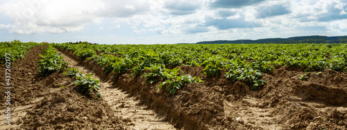 Valokuva Agriculture Background Banner Panorama - A field with potatoes (Solanum tuberosu