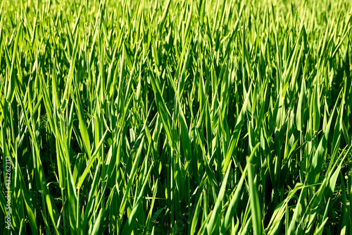 close-up on the field of growing green grain