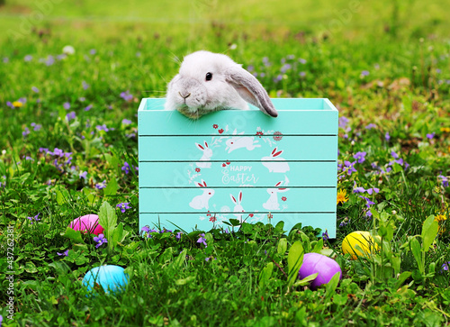 Easter bunnies in basket and box with Easter eggs Holland Lop