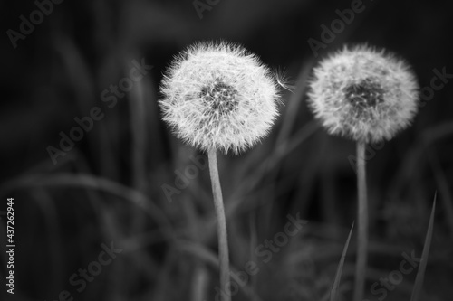 Dandelion flowers with fluffy seed heads