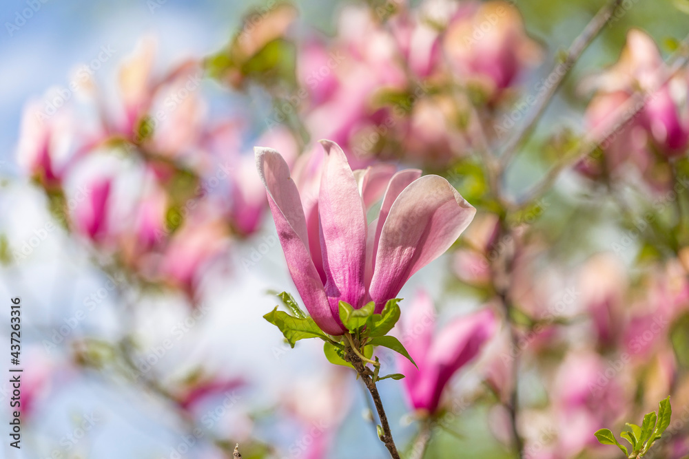 Bloomy magnolia tree with big pink flowers. Blooming magnolia tree in spring on pastel bokeh blue sky and pink background, wide composition, internet springtime banner Bloomy magnolia tree with big pink flowers. Blooming magnolia tree in spring on pastel bokeh blue sky and pink background, wide composition, internet springtime banner