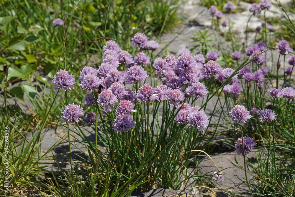 Obraz premium wilder schnittlauch, allium schoenoprasum