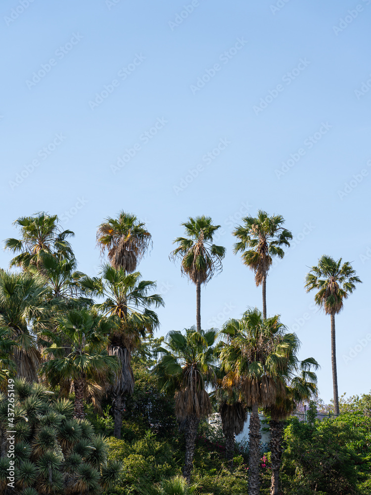 Naklejka premium Palm Trees In Barcelona City, Spain