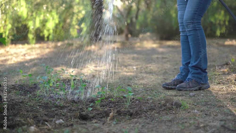 Woman waters small plants in her vegetable garden while checking that they are in good condition. Agriculture and environmental care Woman waters small plants in her vegetable garden while checking that they are in good condition. Agriculture and environmental care