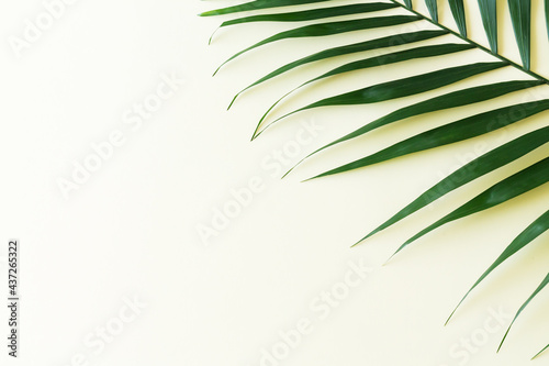 Tropical palm leaf branch top view on yellow background