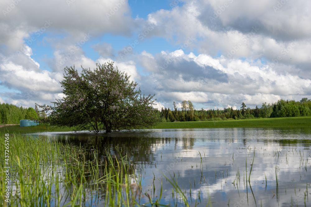 The meadow in the Latvian countryside in early spring is flooded with water and there grows a beautiful chubby apple tree that blooms, the sky is blue with many macaques