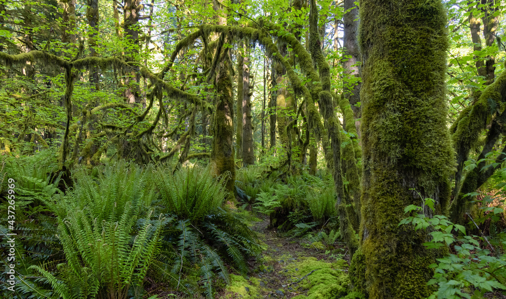 Obraz premium Canadian Rain Forest. Beautiful View of Fresh Green Trees in the Woods with Moss. Taken in Golden Ears Provincial Park, near Vancouver, British Columbia, Canada. Nature Background