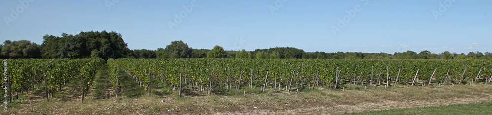 Vignoble bordelais cru Margaux