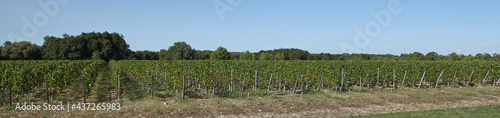 Vignoble bordelais cru Margaux photo