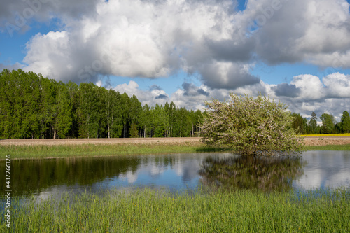 The meadow in the Latvian countryside in early spring is flooded with water and there grows a beautiful chubby apple tree that blooms, the sky is blue with many macaques