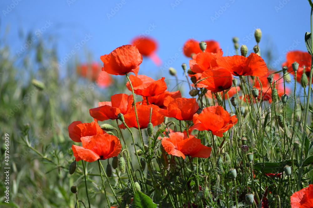 Obraz premium Poppies and blue Sky