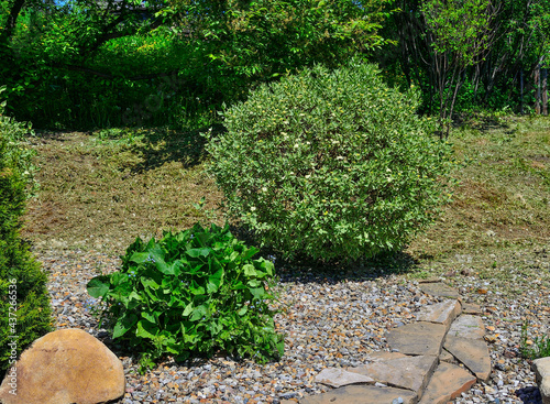 Round ornamental shrub of Variegated Dogwood (Cornus alba Sibirica Variegata) in the garden landscape. Decorative bush with variegated foliage - white border edges of leaves photo
