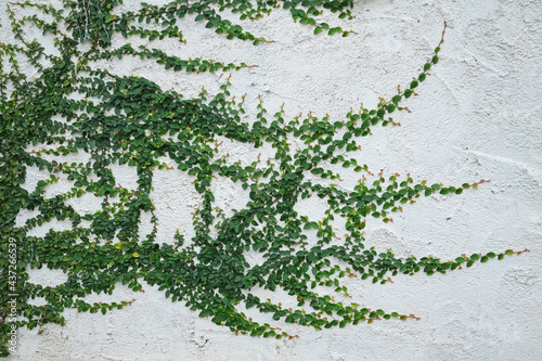 Fotografie, Obraz Climbing ivy on white wall