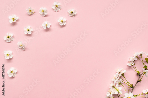 Cherry branch with white blooming flowers and green leaves on a pink background © Inna