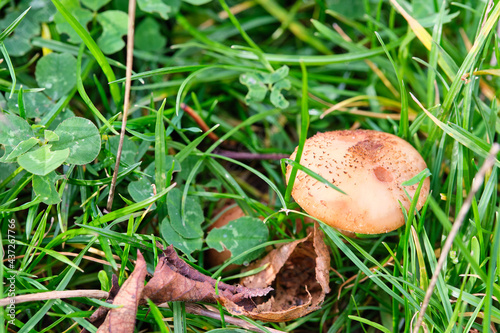 A light brown mushroom sitting on the green grass.
