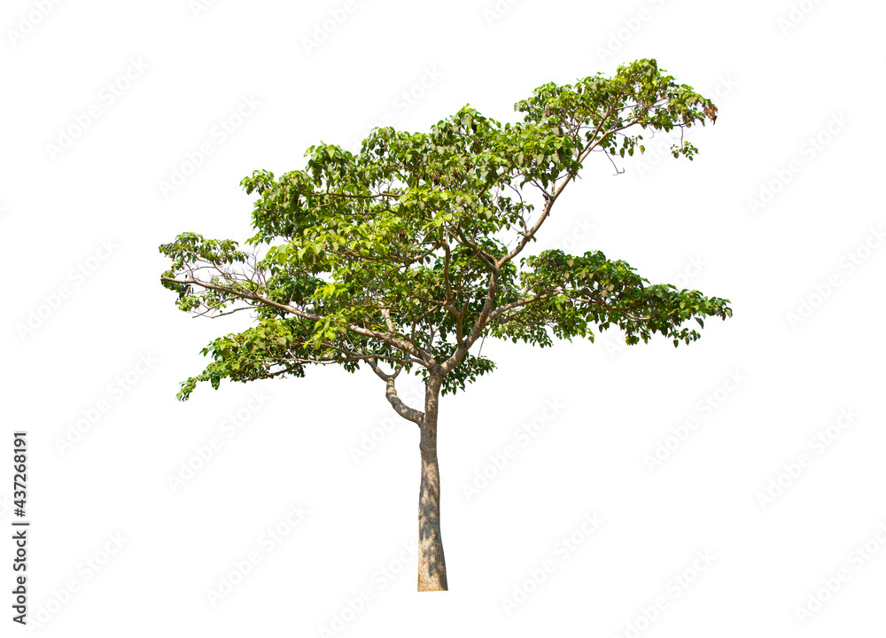 tree isolated on white background