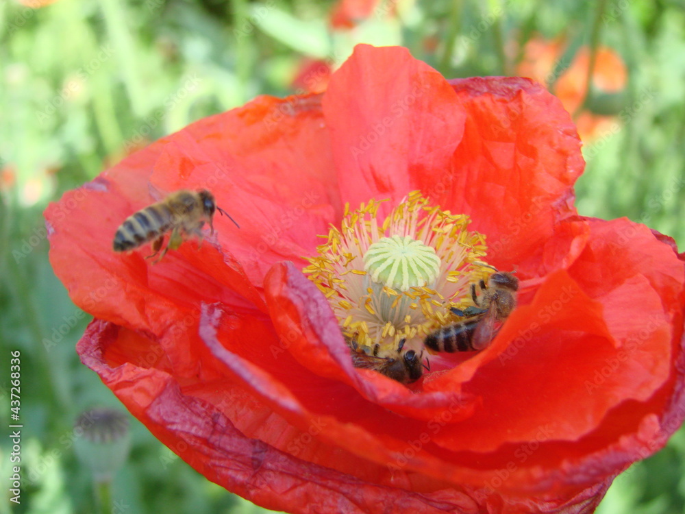 Red Poppy Flowers with a Bee and Wheat Fields on the Background. Red Poppy Flowers with a Bee and Wheat Fields on the Background.