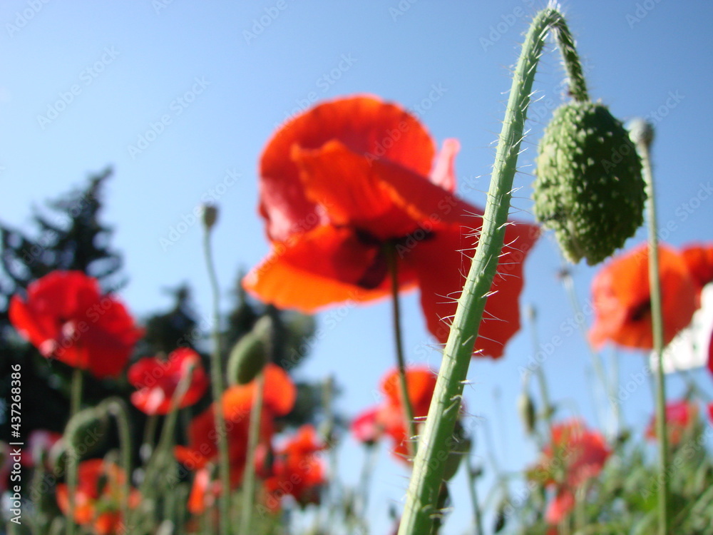 Obraz premium Beautiful field red poppies with selective focus. soft light. Natural drugs. Glade of red poppies. Lonely poppy.