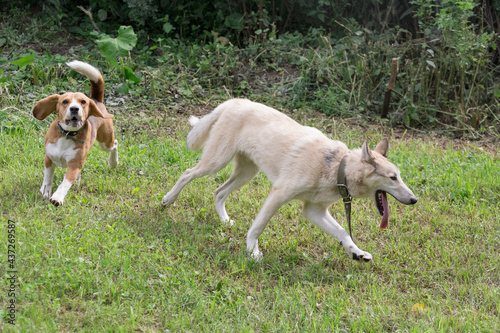 West siberian laika and english beagle puppy are playing and running on a green grass in the summer park. Pet animals. Purebred dog.